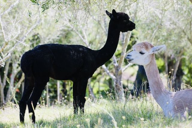 奧克蘭薰衣草農場之旅,夢幻打卡地! 奧克蘭薰衣草農場之旅,夢幻打卡地!