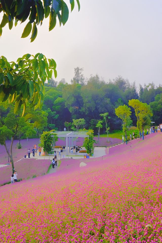 梅海花台·千日紅的浪漫，滿滿的回憶！