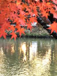 遊上海：花開海上生態園