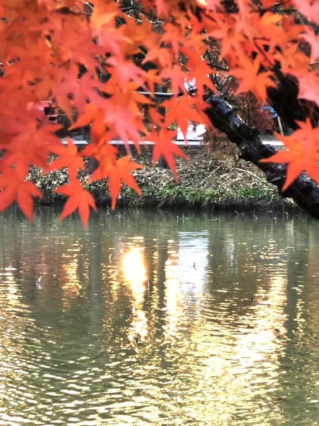 遊上海：花開海上生態園