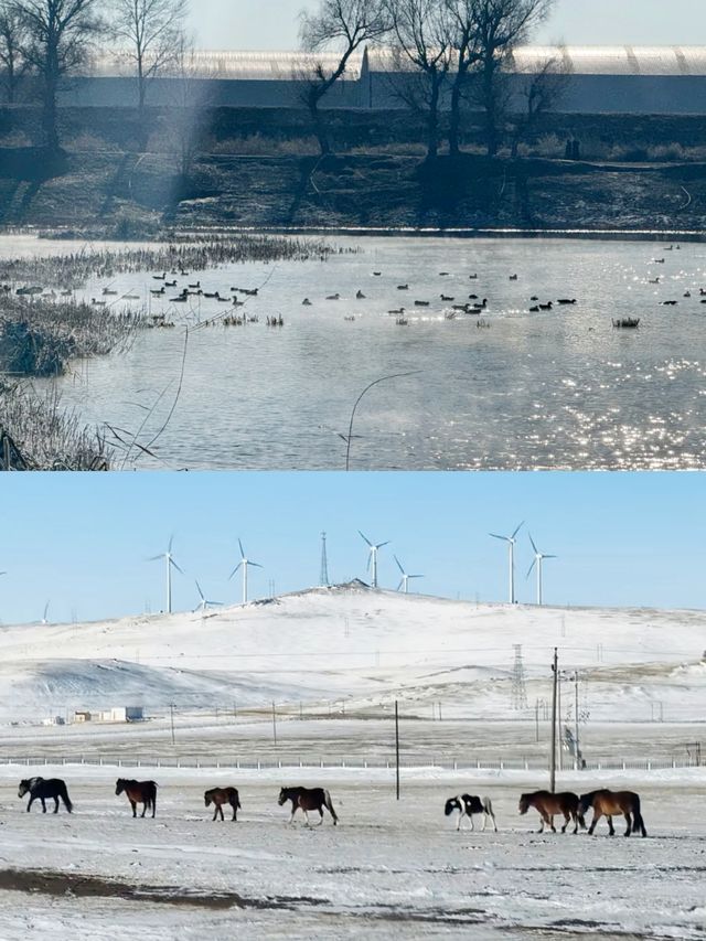 來自內蒙烏蘭察布草原白雪公主美麗的]秘密