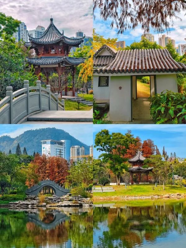 深圳·四海公園落羽杉，美如油畫世界