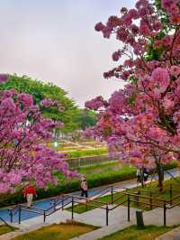 後海中心河公園｜紫花風鈴木盛開的冬天