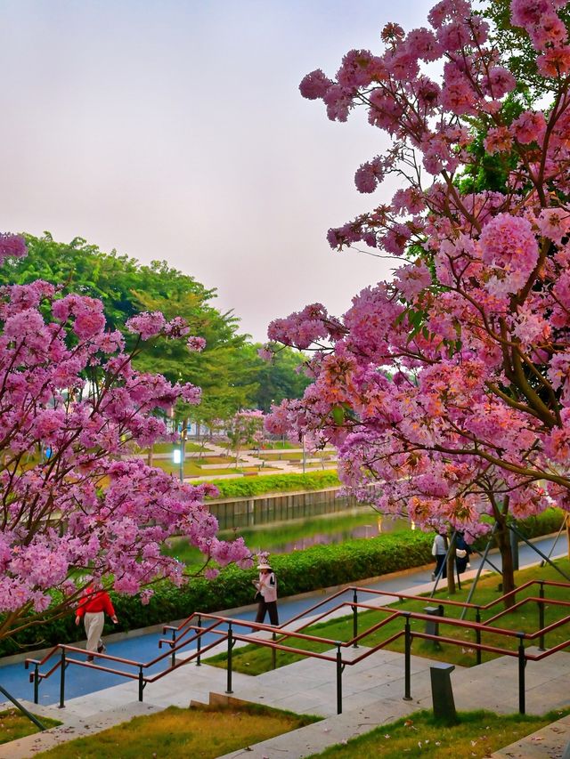 後海中心河公園｜紫花風鈴木盛開的冬天