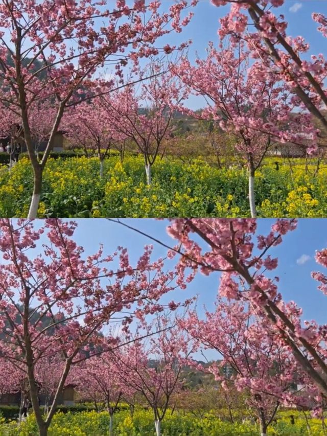 不是平坝/婺源這是離貴陽1h的賞花天堂