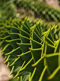 Explore the Auckland Botanic Garden This Spring