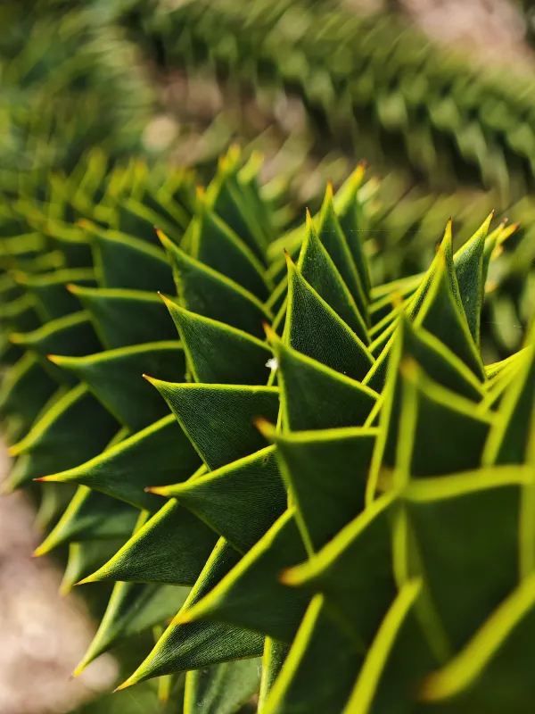 Explore the Auckland Botanic Garden This Spring