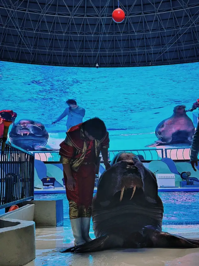 Xuzhou is home to a hidden gem - a marine world that deserves to be in the spotlight!