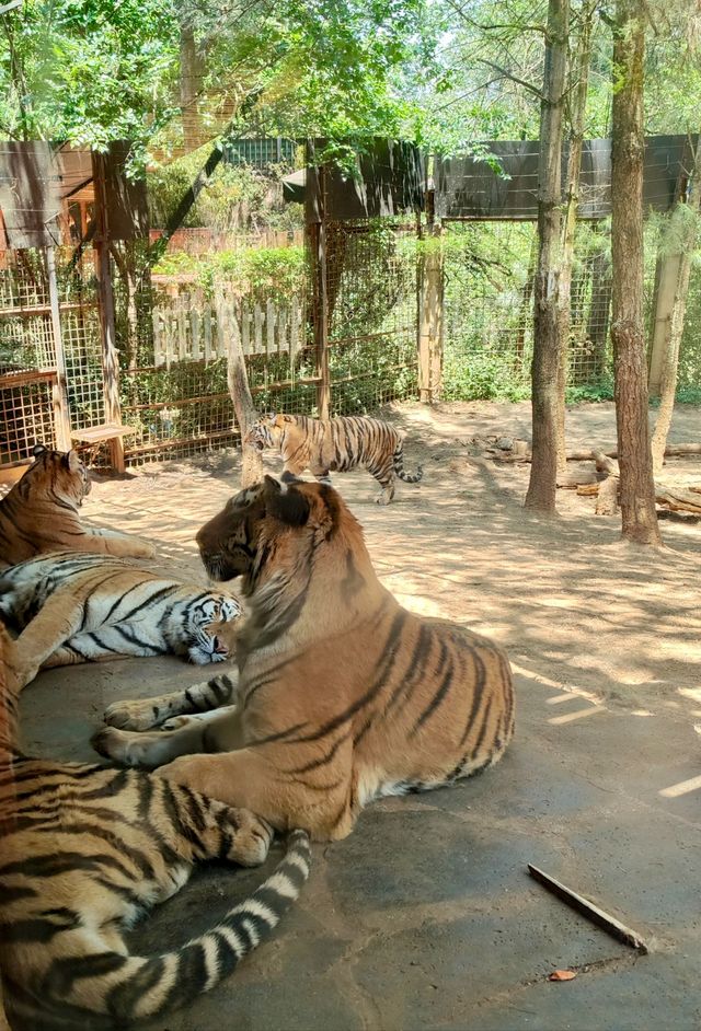 帶你深入了解雲南野生動物園，這條路線必備