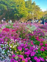 🌷 深圳的異國風情之地 - 荷蘭花卉小鎮 🌷