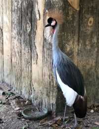 漫步納閩飛禽公園｜聆聽鳥兒的自然樂章