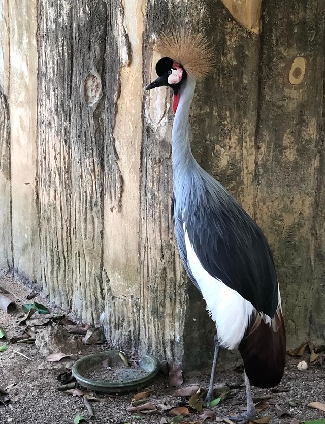 漫步納閩飛禽公園｜聆聽鳥兒的自然樂章