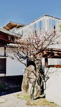 日本三島市旅行指南：邂逅伊豆半島的絕美風光