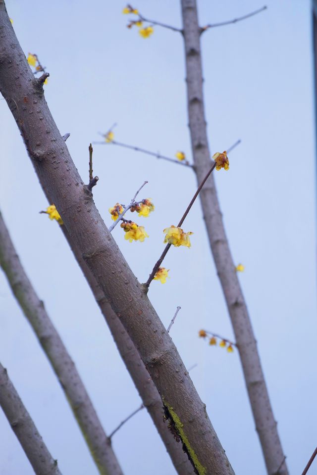一城一院，一家一卧