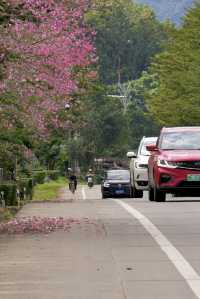 瓊中的這條公路，冬日勝春朝