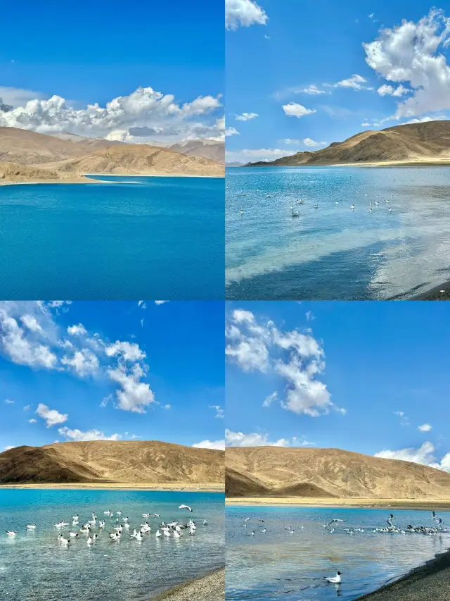 6日間ラサ・リンツェ・ポミ観光ツアー