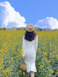 光明歡樂田園 ᵕ̈ 闖進春日的油菜花田