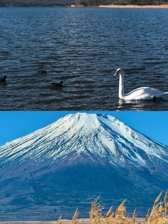 富士山真的會獎勵每一個早起的人！！