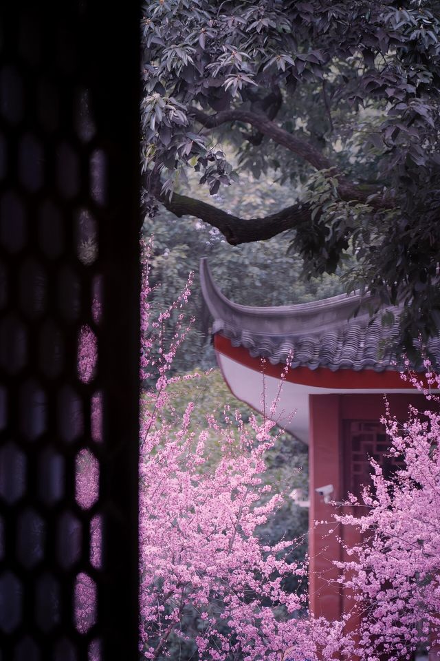 成都-青羊宮-美人梅