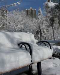 2025年的第一場春雪～美呆啦！