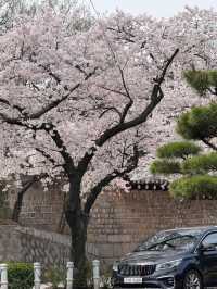 2025首爾的櫻花季了…🌸（附地址）