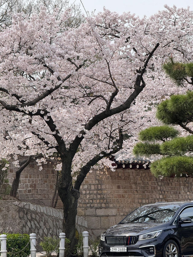 2025首爾的櫻花季了…🌸（附地址）