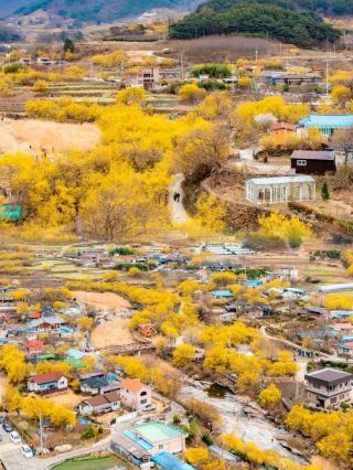 A Must-Visit in March! Jeollanam-do, Korea: A Romantic Flower Extravaganza