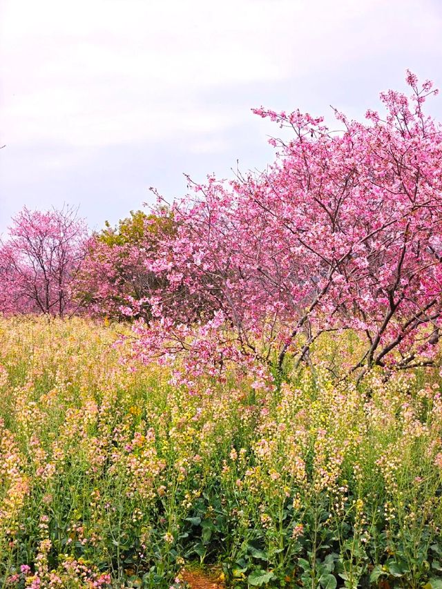 韶關櫻花公園的櫻花開好啦🌸錯過等一年