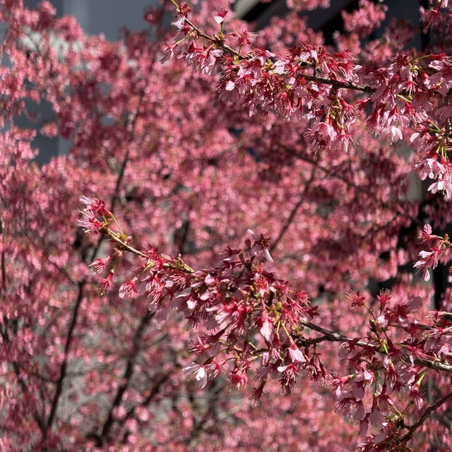 🌸東京三越前櫻花来了，都市中的浪漫櫻花之旅✨