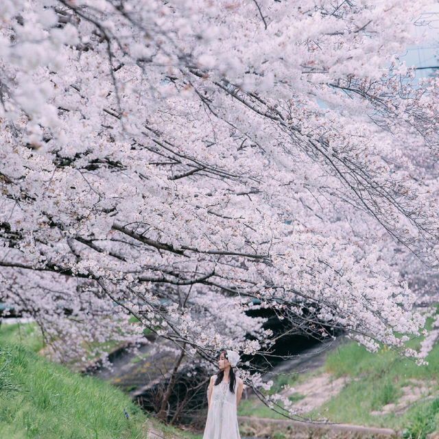 🌸追櫻地圖 | 日本的春天，是一萬次的春和景明