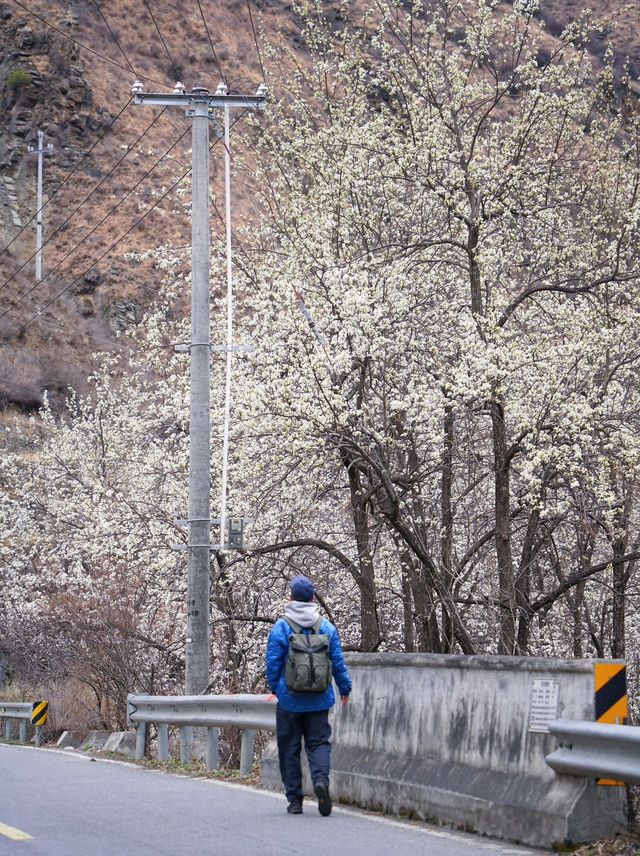 金川3.18實拍預測這裡即將成為春日旅行天花板