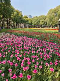 魔都嘅春天，又點可以錯過大寧鬱金香公園