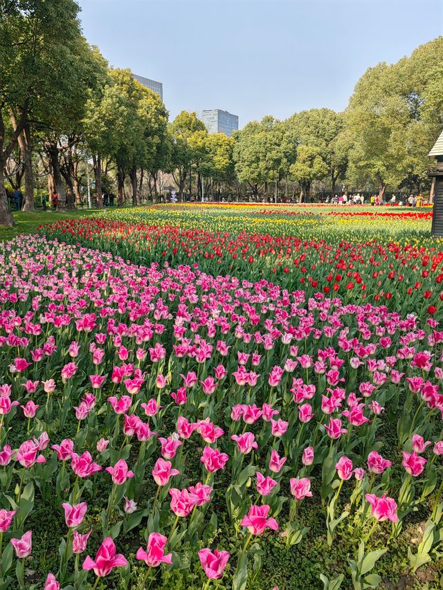 魔都嘅春天，又點可以錯過大寧鬱金香公園