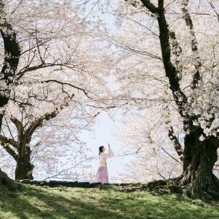 I thought the cherry blossoms at Osaka Castle were the pinnacle, until I went on this trip...