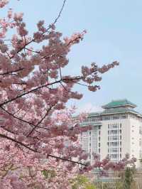 武漢大學櫻花城堡｜櫻花綻放的春日浪漫