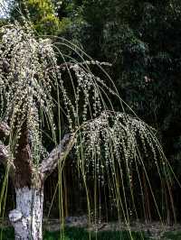 花開海上生態園