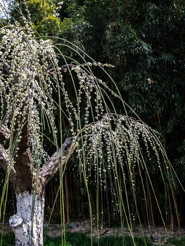 花開海上生態園