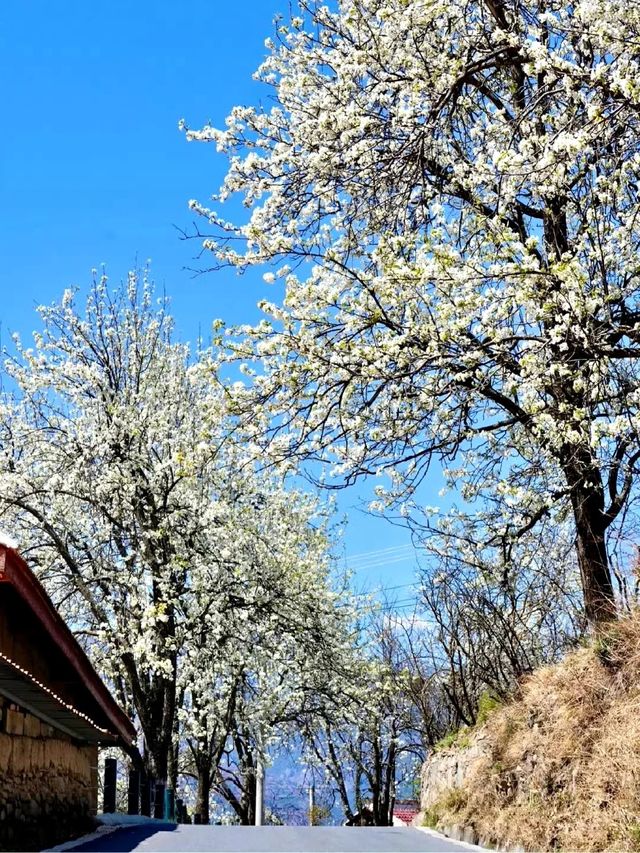 清明節限定莫斯卡村看土撥鼠+藏寨梨花。