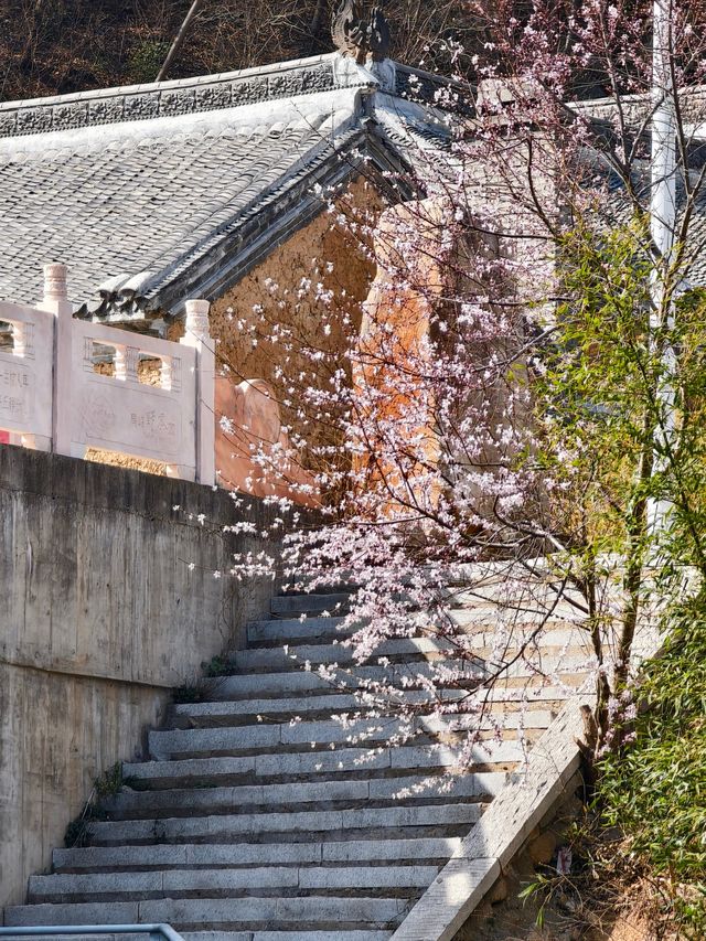 南陽|在樸素的山谷中邂逅了一場春和景明