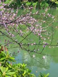 各位，望月公園嘅櫻花唔等人喇！宜家就出發啦！