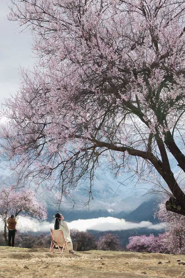 真實反饋想去林芝看桃花的趕緊衝。
🌸林芝桃花實況｜闖入雪域江南的粉色夢境～