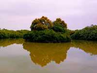 Nansha Wet Land: Pearl River Delta Relaxation Oasis