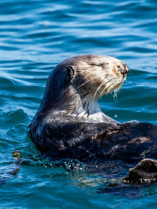 California Spring Outing in Progress! Come to the Bay to See the Adorable Sea Otters.