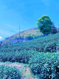 這春日的茶山晚櫻太治癒了