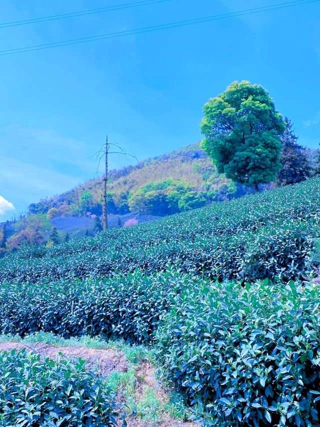 這春日的茶山晚櫻太治癒了