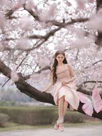 這麼美的梅花在長春。