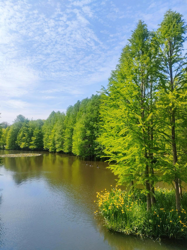 5月南京必衝燕雀湖莫奈花園睡蓮已上線🪷