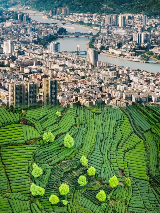 Yacheng Yanlan Panda Home Ya'an: A Gentle Habitat Tucked Away in Sichuan