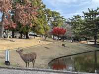 下塌 ｜京都心臟位置的私湯 Soraniwa Terrace Kyoto Bettei