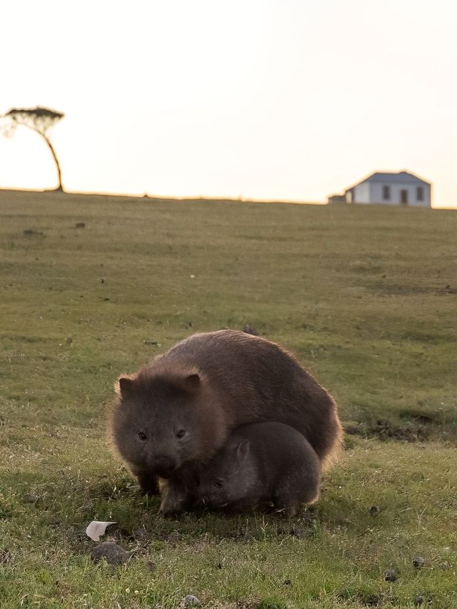 塔斯馬尼亞神奇動物指南！探索塔州新玩法